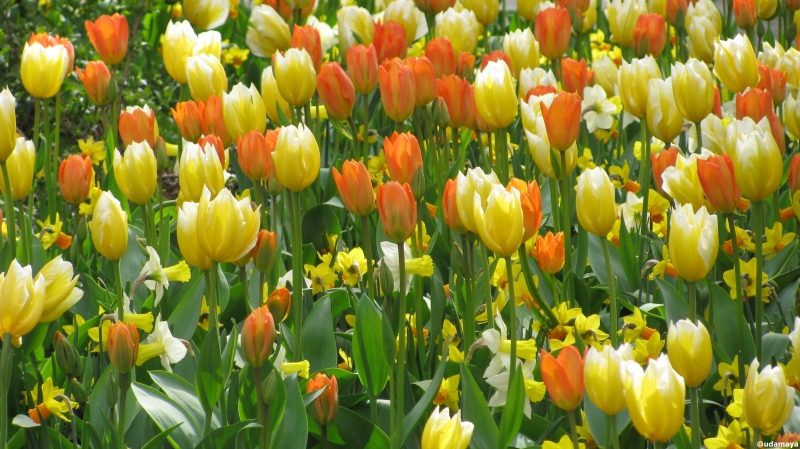 Jardinera de tulipanes amarillos y naranjas